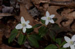 Wood anemone